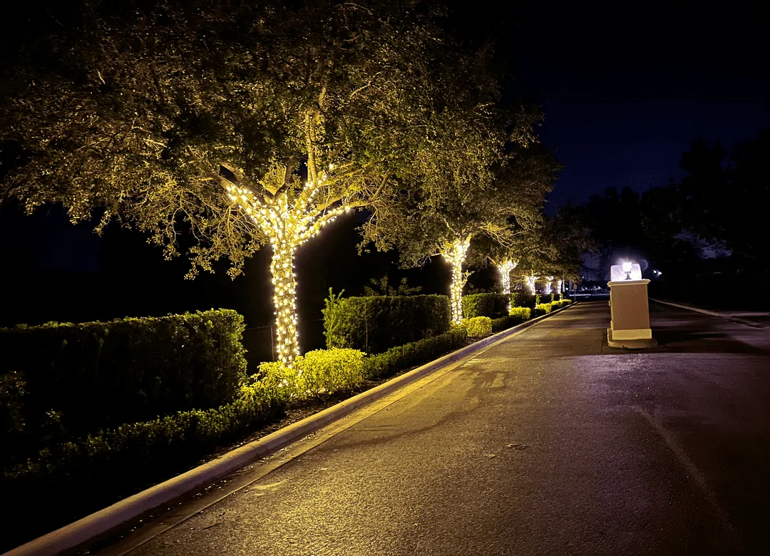 Uplit oak trees lining a community roadway at night