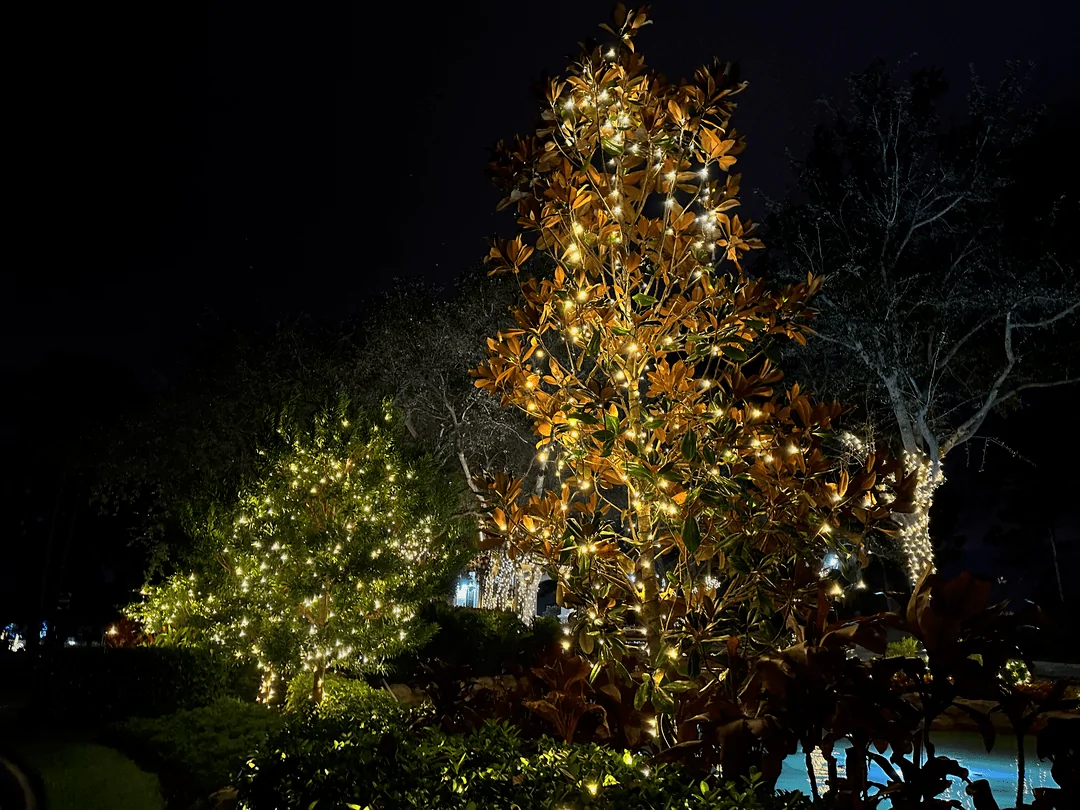 Garden trees wrapped in warm white lights beside a pool