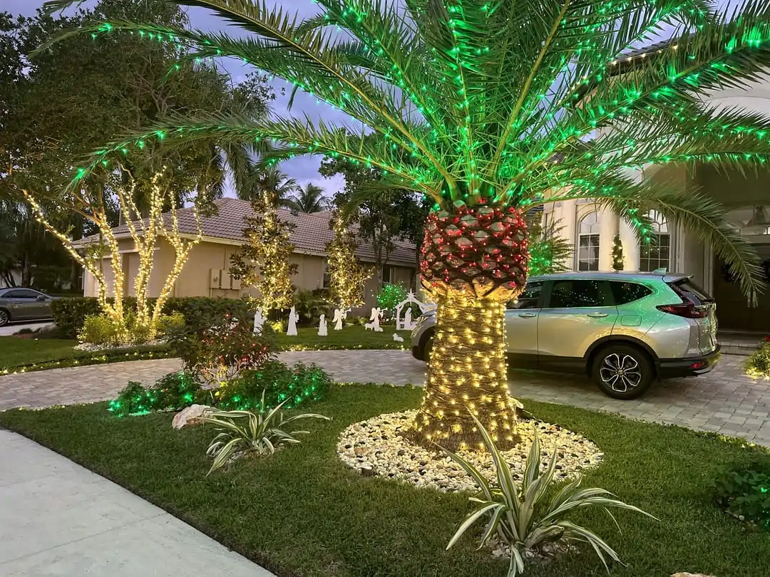 Palm tree with a green-lit canopy in a residential front yard