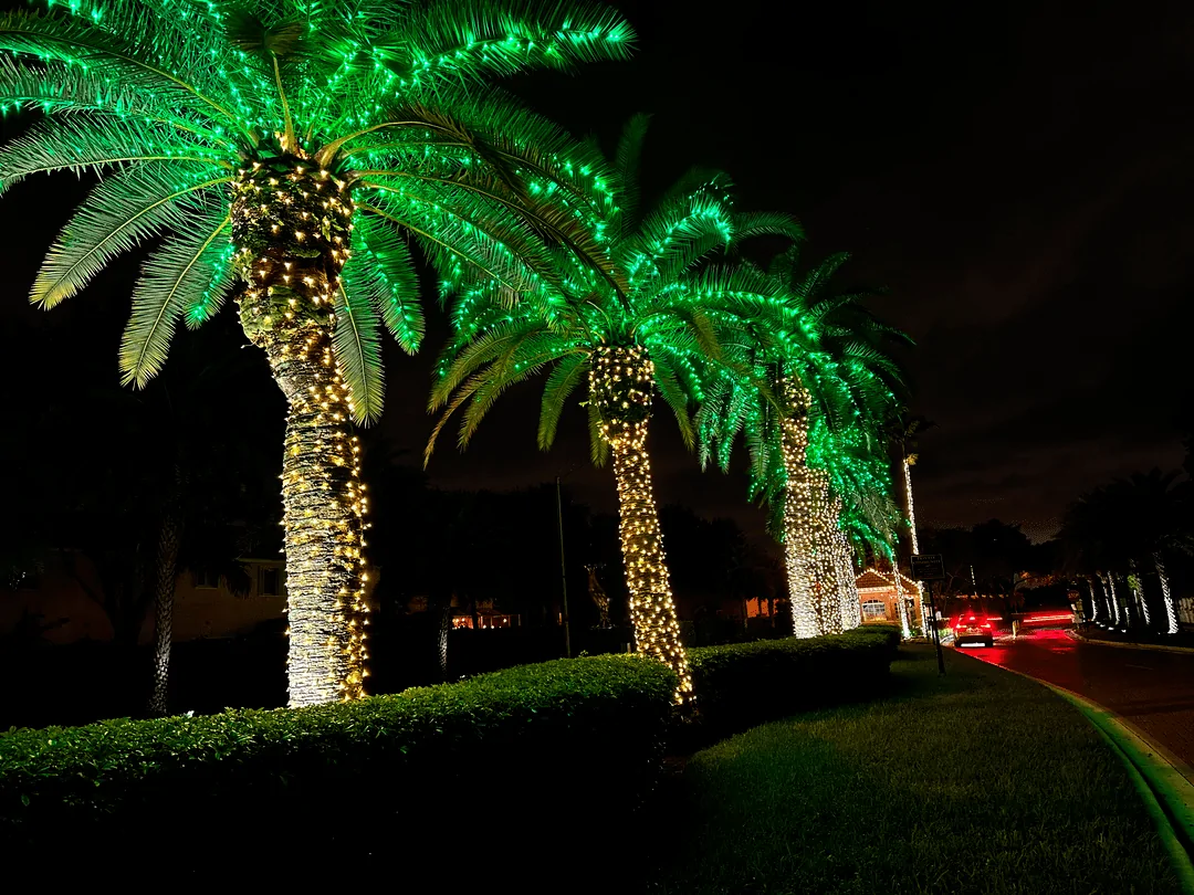 Palm trees with green-lit canopies along a landscaped driveway