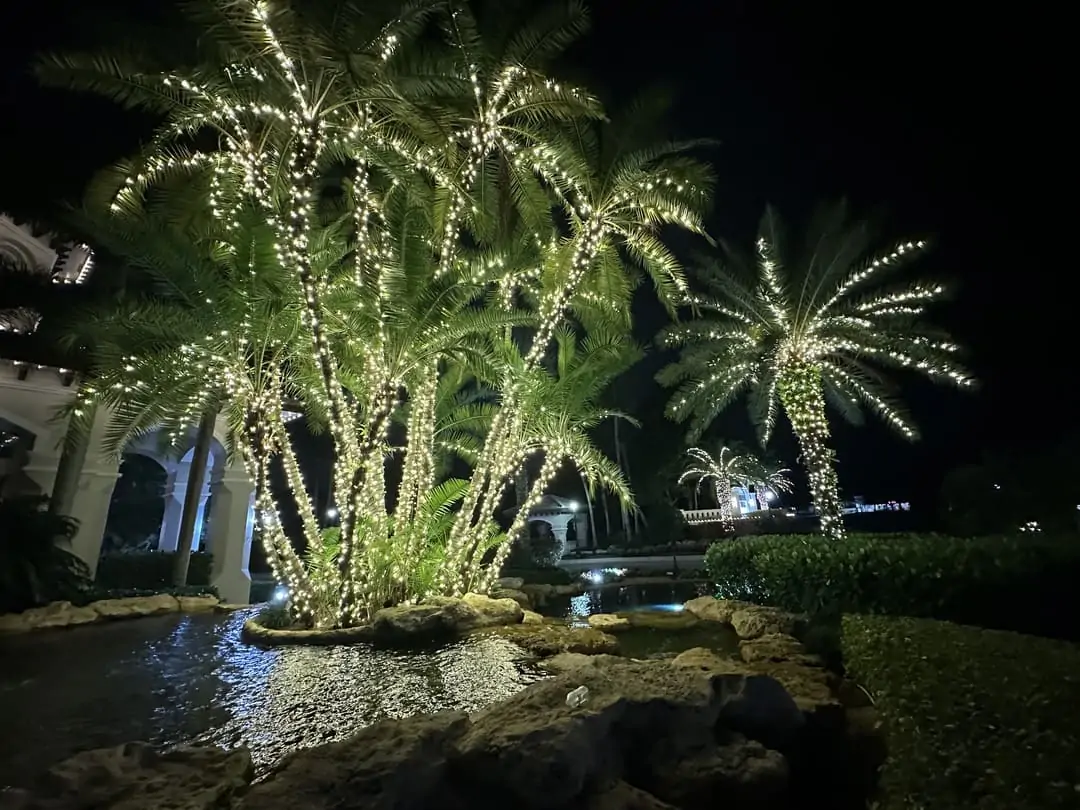 Multi-trunk palm cluster wrapped in warm white lights on a rock island in a pond at night