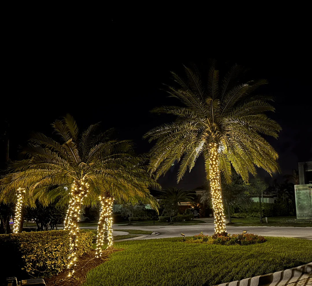Two palms with warm white trunk wraps glowing at night
